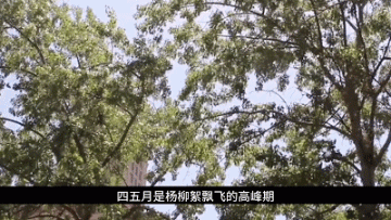 杨柳絮中不存在新冠肺炎病毒 但暗藏火灾隐患